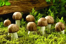野生蘑菇要慎食，民间流传下来的“辨别经验”并不靠谱图片