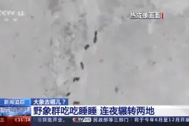 野象群连夜辗转两地去了哪？离队11天的小公象归队了吗？最新跟踪→图片