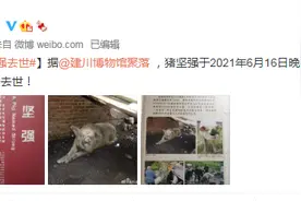 14岁高龄“猪坚强”离世图片