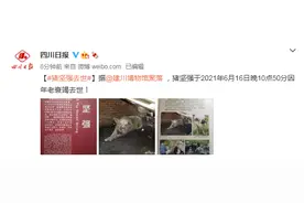 14岁高龄“猪坚强”离世图片