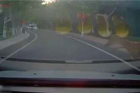 野生梅花鹿闯入威海市区撞上小轿车 全身大面积擦伤正在治疗图片