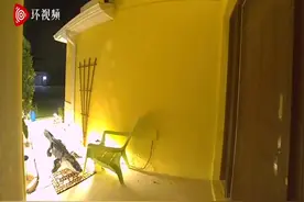 美国佛罗里达州监控拍到鳄鱼凌晨来居民家门口闲逛图片