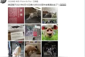 “猪坚强”去世，大地震后被埋废墟下36天，被救出时曾流出眼泪图片