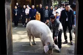 一路走好！14岁的“猪坚强”去世 属于自然老死图片