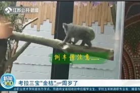 奶凶奶凶的！南京红山动物园考拉三宝“金桔”已经1岁啦视频封面
