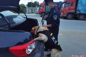 中缅边境章凤口岸：民警与警犬同守国门“第一道防线”图片