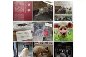“猪坚强”是一个什么符号？图片