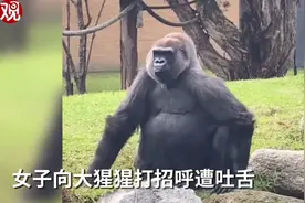 澳女子向大猩猩打招呼遭吐舌嘲讽，动作和人一模一样！网友：太可爱图片