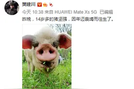 新闻多一度│猪坚强“寿终正寝”，网友：回天庭做天蓬元帅啦图片