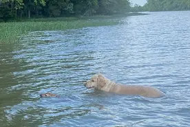 金毛犬在湖中救了溺水小鹿 第二天小鹿来找“救命恩人”玩耍图片