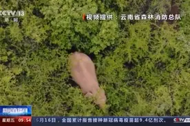 不仅保湿还能防晒“明星”象群这波避暑妙招666图片