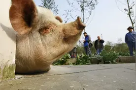 14岁高龄猪坚强去世，一生经历3个猪周期！猪价高低起伏，市场规模近900亿图片