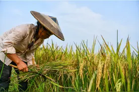 国务院：根据农资价格上涨情况中央财政安排200亿元资金，对实际种粮农民一次性发放补贴图片