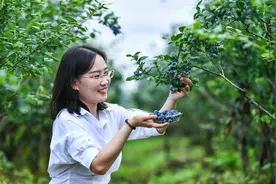 农旅融合助力乡村振兴！台儿庄500多亩蓝莓熟了图片