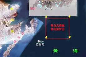 青岛现“活化石”文昌鱼图片