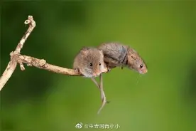 全球首次！中国科学家成功让公鼠怀孕，并顺利诞下10只健康幼崽图片