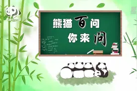 你知道大熊猫有几根手指吗？大熊猫的手指什么颜色？图片
