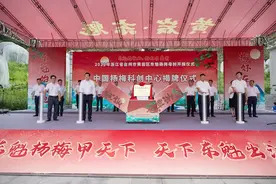 梅好在黄岩，180多岁东魁杨梅母树今天开摘图片