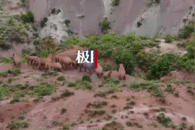 象群为何出走？追问西双版纳亚洲象生存保护的三大焦点图片
