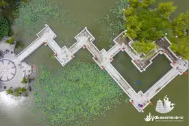 曲江的“夏雨荷”，美得不可方物！图片