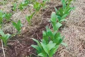 寒葱吃过吗？它和烤肉是绝配图片