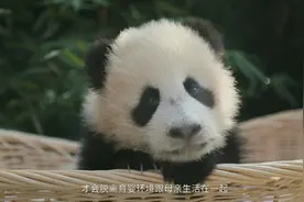 这萌翻掉的“六个团子”，请查收抱好图片