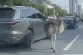 活久见！1米7高大鸵鸟街头放飞自我，还和汽车比“赛跑”图片