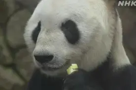 旅日大熊猫“永明”喜获父亲节礼物 已有16个“孩子”(图)图片