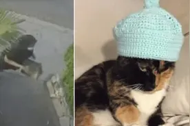 送货员在送餐时“顺手牵猫”警方已介入调查图片