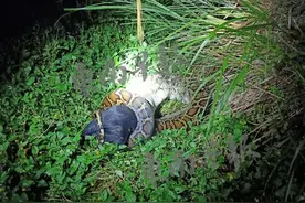 吓人！3.7米巨蟒生吞整只山羊，足足52斤重…图片