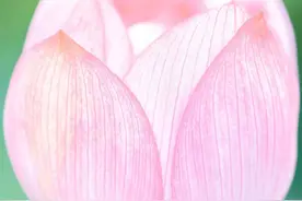 在武汉与夏花相遇，我坠入了一场粉红色的仲夏梦图片