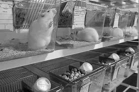营养科学家：实验动物的食谱该换了图片