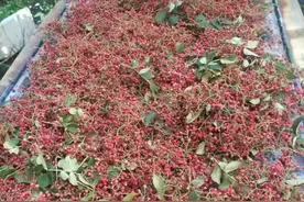 摘花椒图片