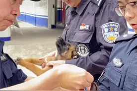 强烈对比！河南小警犬排队打针，唯独它全程淡定，网友：反正要打，不如放弃挣扎图片