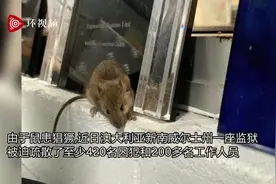 老鼠横行，澳大利亚一监狱被迫疏散了400余名囚犯图片