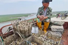 蛏鲜上岸！他们是青岛的“挑鲜工”……图片