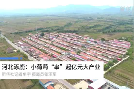 河北涿鹿：小葡萄“串”起亿元大产业视频封面