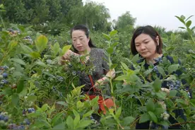 即墨蓝莓丰收季，农户采摘忙图片