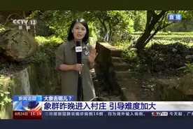 突遇山鸡 象群“快反”无死角保护象宝宝图片