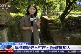 突遇山鸡 象群“快反”无死角保护象宝宝图片