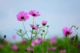 美！湘湖三期的花又双叒叕开了，等你赴一场花海之约图片