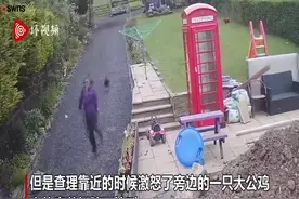 笑翻了！英国一年轻妈妈和5岁儿子被一只鸡追得满街跑图片