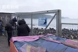为逃离虎鲸 数百只海狮扎堆智利海滨小镇避难图片