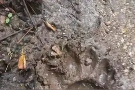 蛟河再现东北虎？林业局：有大型野生动物出没，还需专家鉴定图片