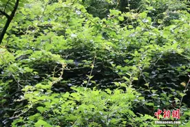 陕西秦岭发现“野生猕猴桃树王”图片