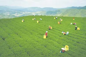 安溪：集聚产业新动能，撬动发展新引擎图片