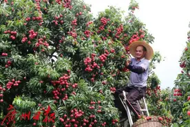 荔枝酒、荔枝干、荔枝红茶、荔枝糕点……荔枝“家族”越来越庞大了图片
