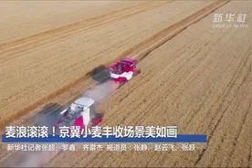 麦浪滚滚！京冀小麦丰收场景美如画视频封面