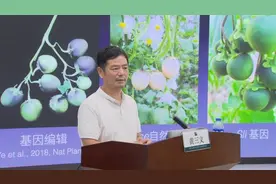 杂交马铃薯在深圳“诞生”图片