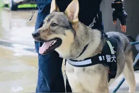 “这次，它闻出来的毒品比它还重”――西双版纳边境管理支队警犬“飓风”缉毒纪实图片